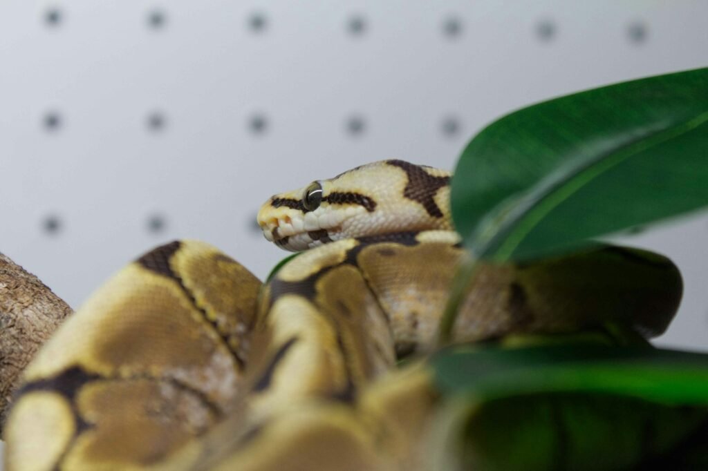 A close up of a snake on a branch
