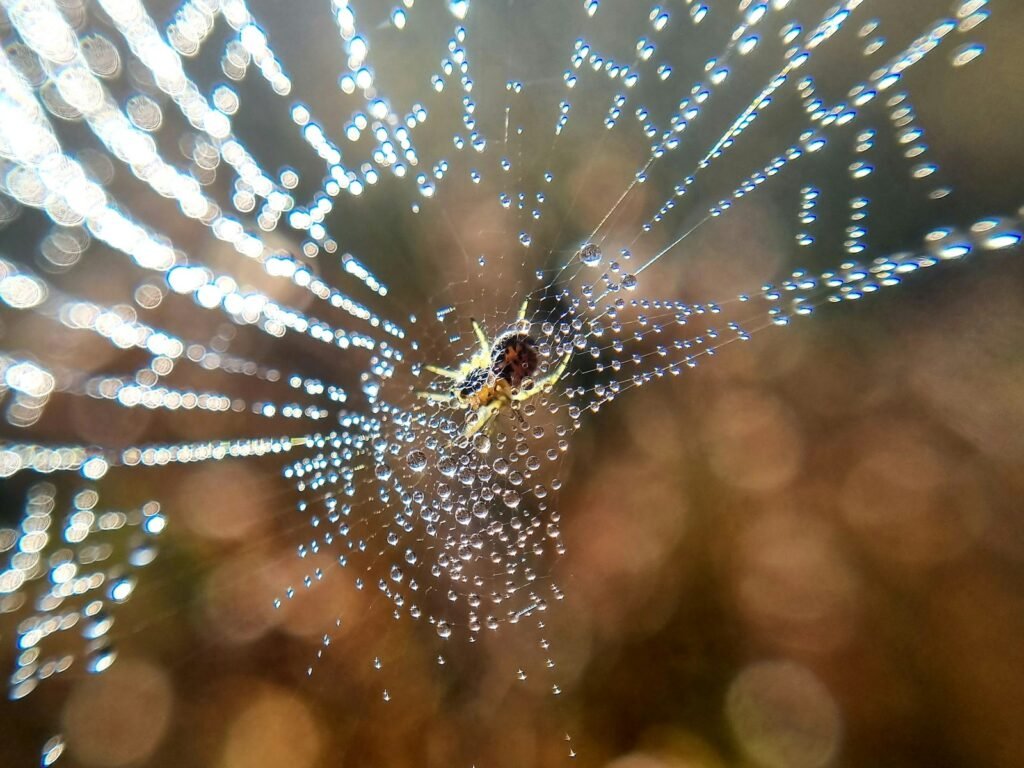 a close up of a spider web with water droplets