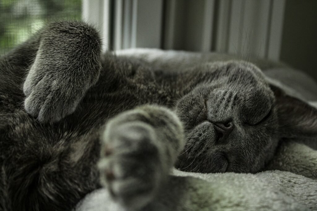 A gray cat sleeps contentedly in the sunshine.