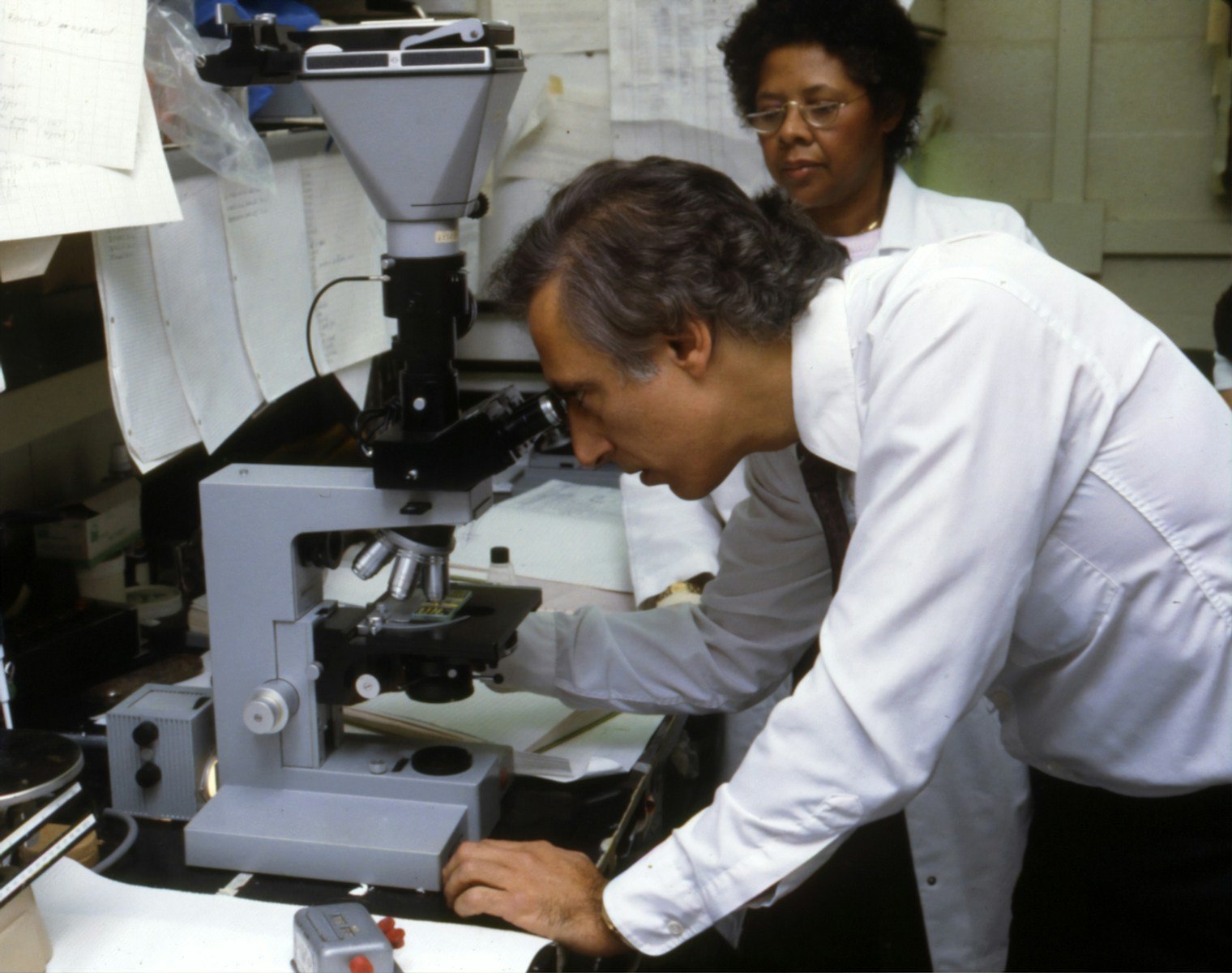 A close-up of a planarian being observed under a microscope during regeneration research.