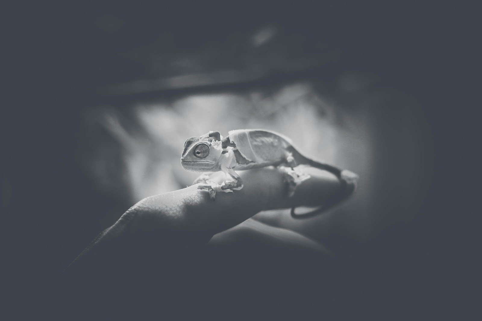 Why Some Reptiles Live Longer in Captivity Than in the Wild