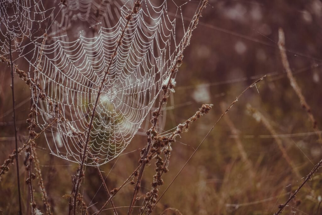a spider web sits in a field of grass