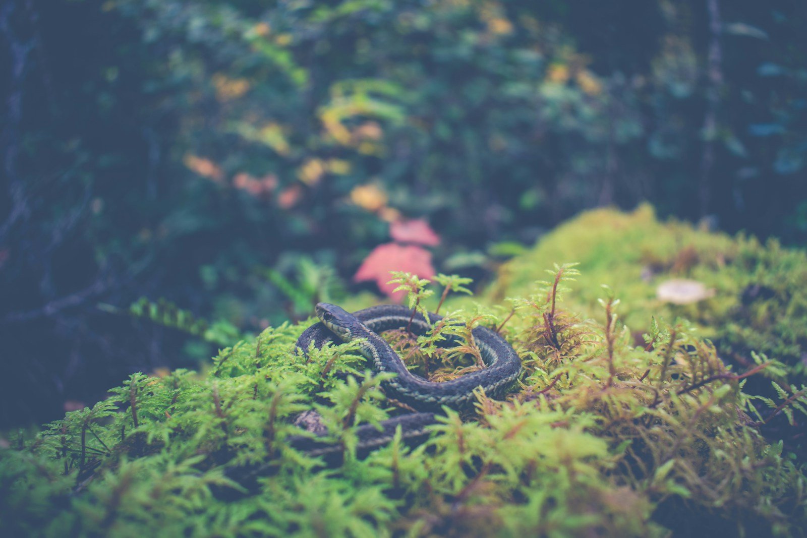 snake on green grass