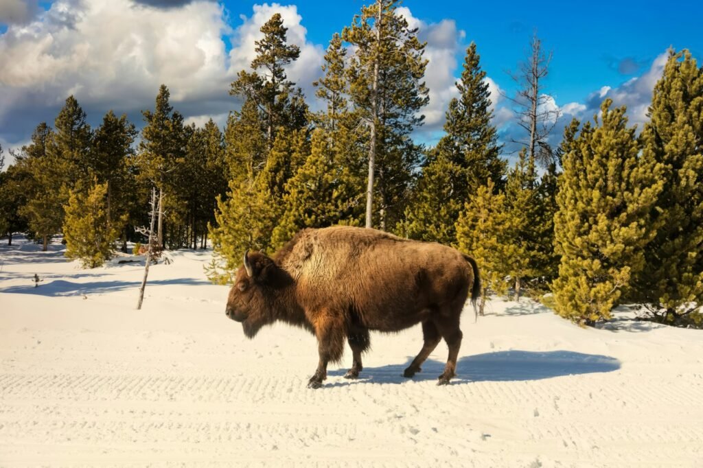 Yellowstone Bison