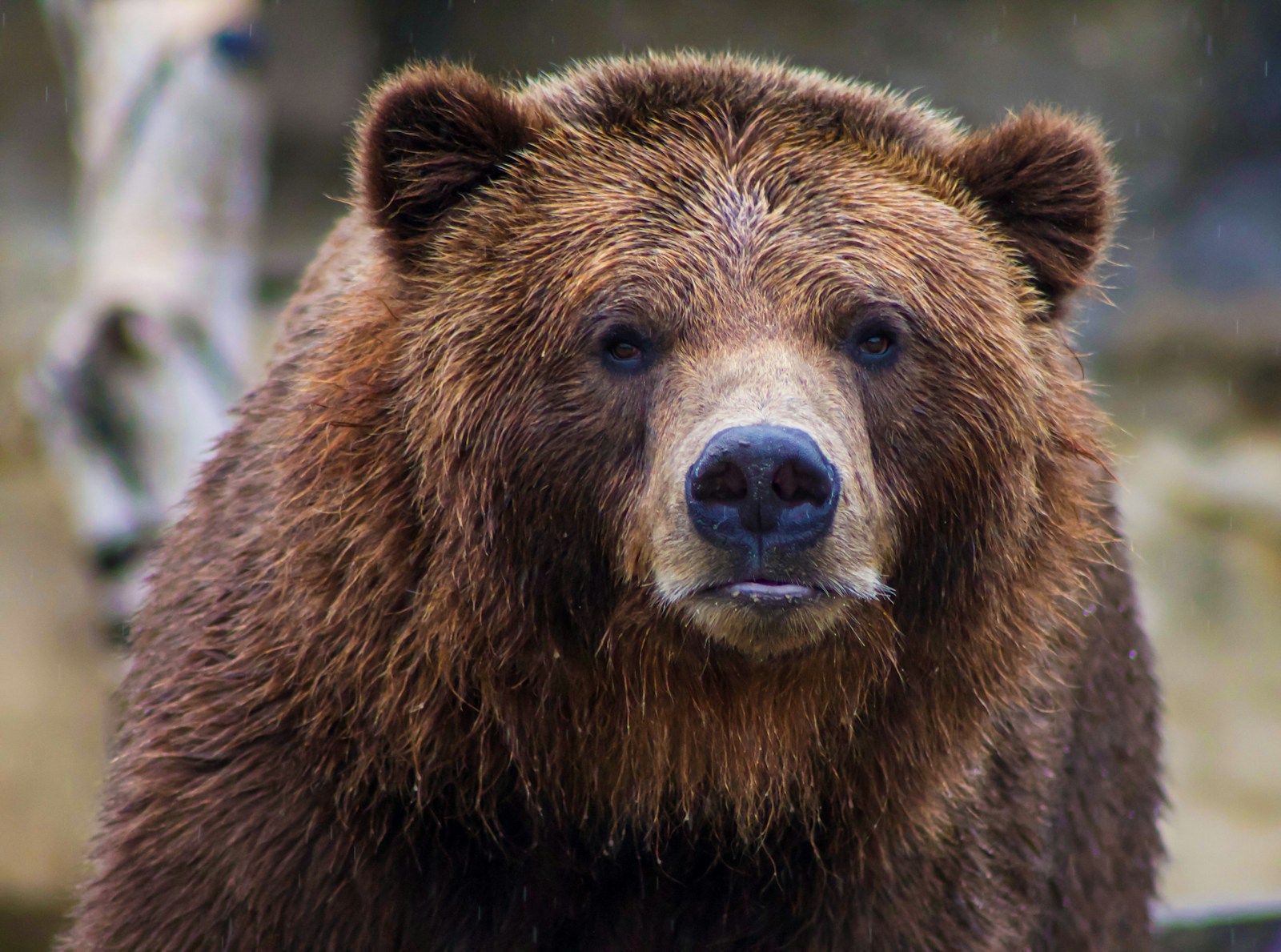 The Most Important Safety Rules for Camping in Bear Country
