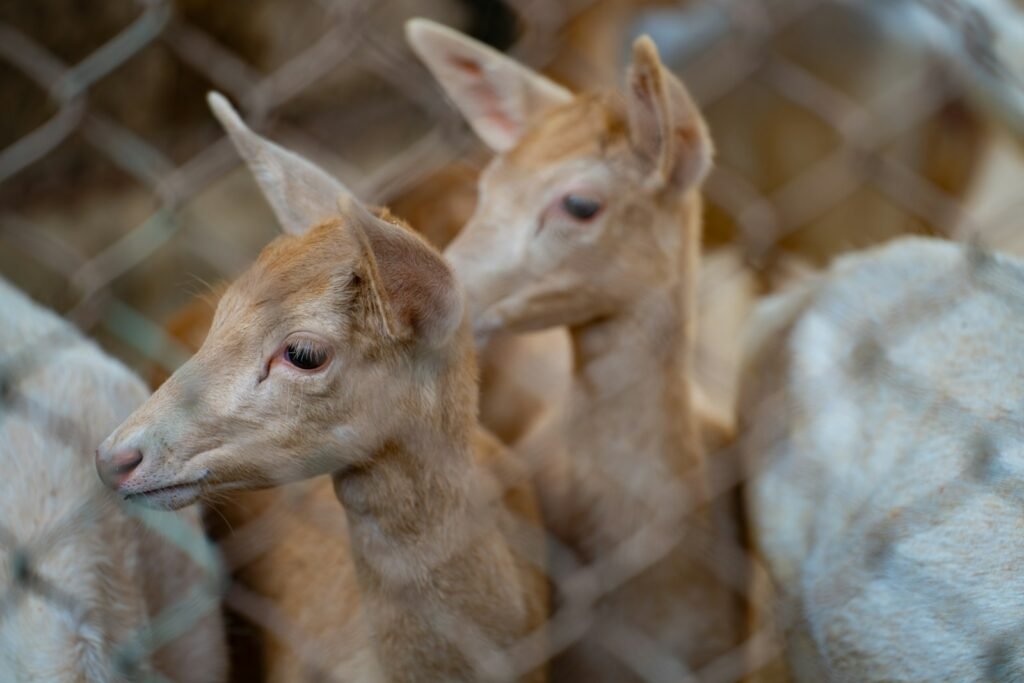 a group of baby deer standing next to each other