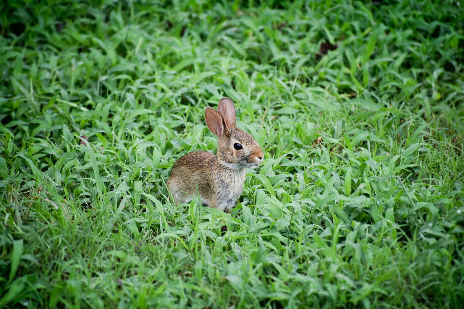 The Most Playful Mini Mammals That Love Human Interaction