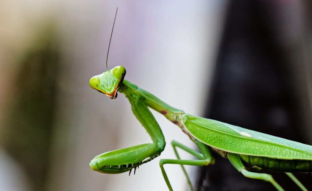 a close up of a green praying mantissa