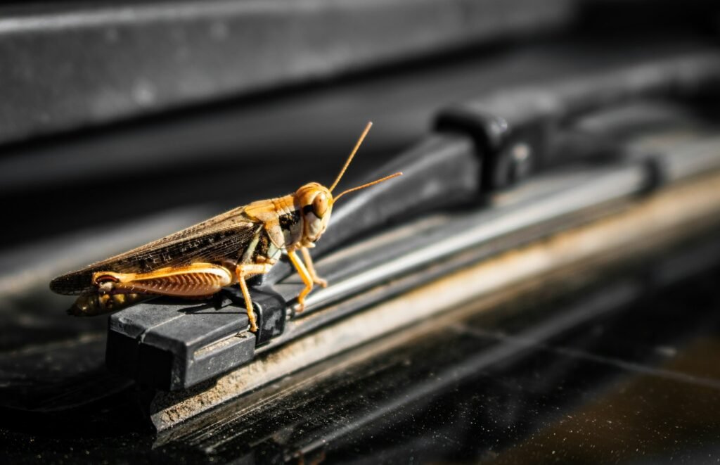 A close up of a grasshopper on a black surface