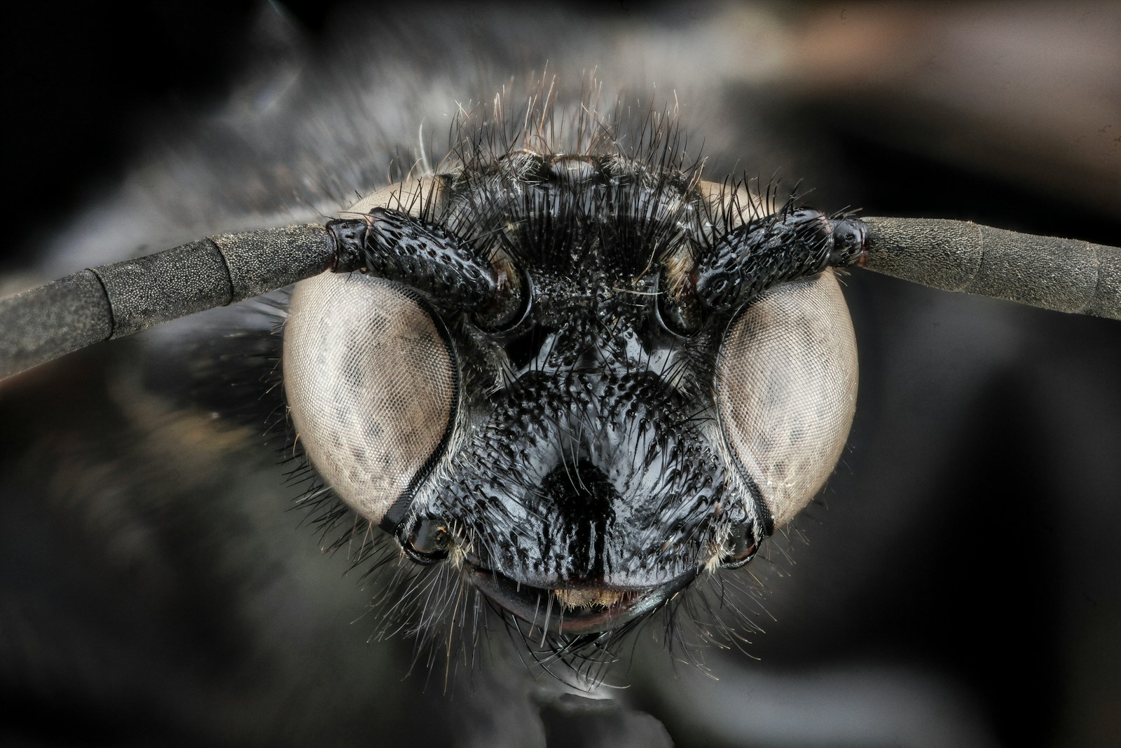 How Some Insects Help Prevent Wildfires by Controlling Dry Vegetation