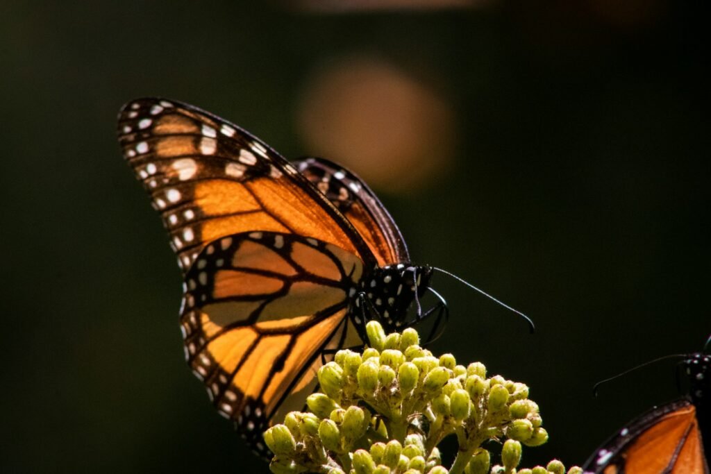 a couple of butterflies that are sitting on a flower