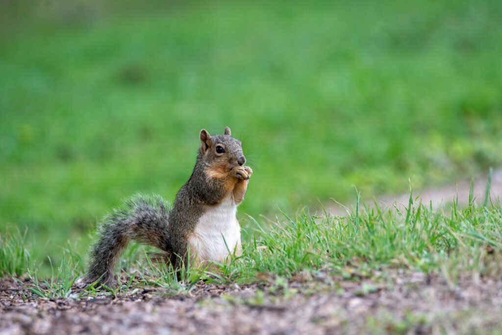 brown squirrel on green grass during daytime