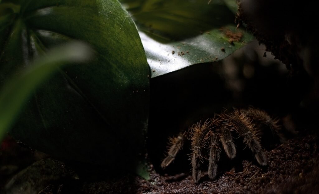 green plant on brown soil