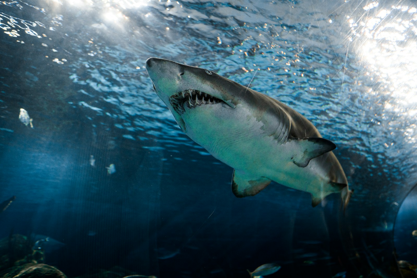 Why Sharks Are Vital to Ocean Health (And What Happens If They Disappear)