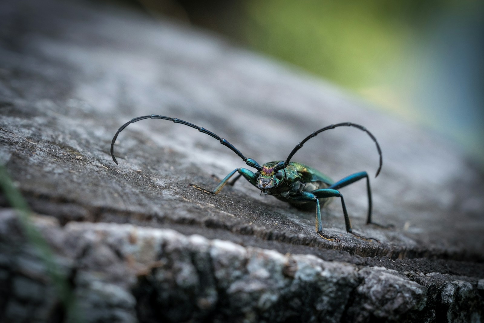The Beetle That Looks Like a Jewel But Has Deadly Defense