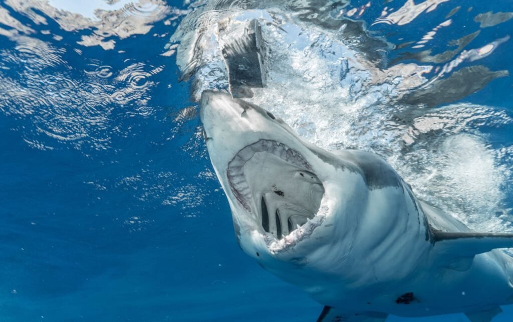 shark with open mouth in clear water