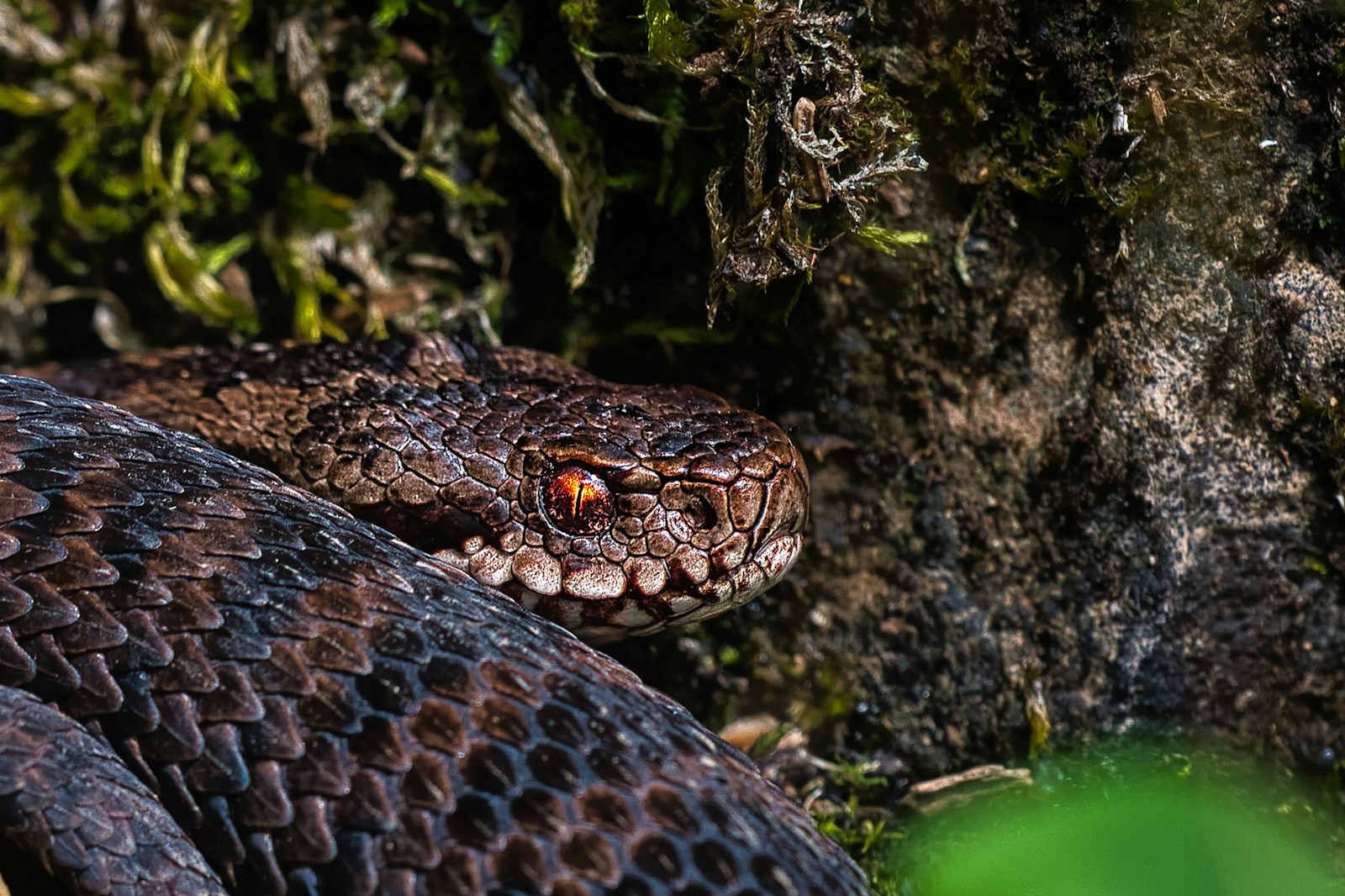 Why Some Snakes Can Live Over 30 Years in Captivity