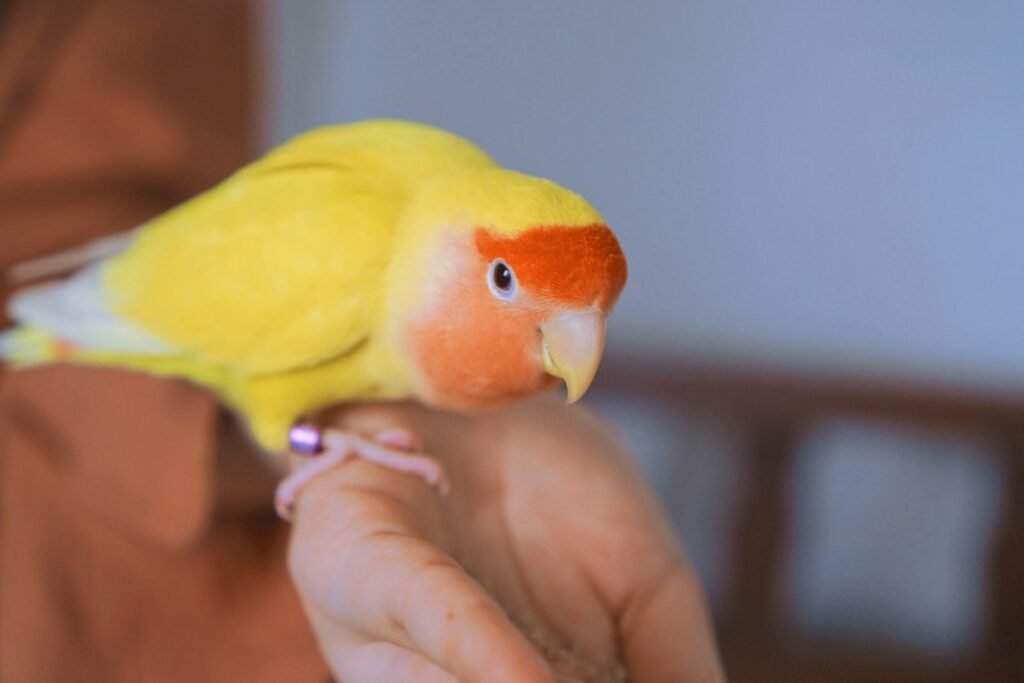 yellow and orange bird close-up photography