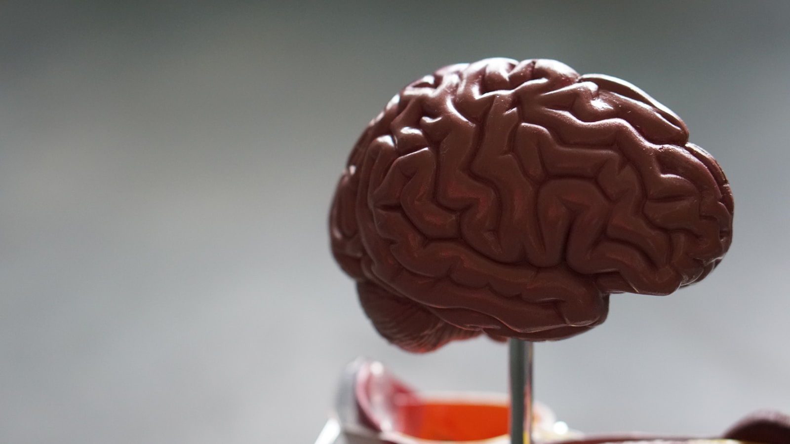 13 Astonishing Facts About the Human Brain That Defy Logic