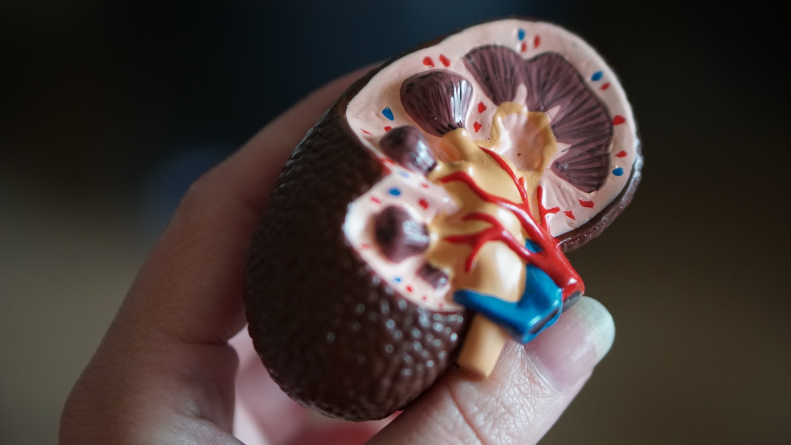 Mini Lab Grown Organs Learn to Pump Blood: A Revolution in Stem Cell Science