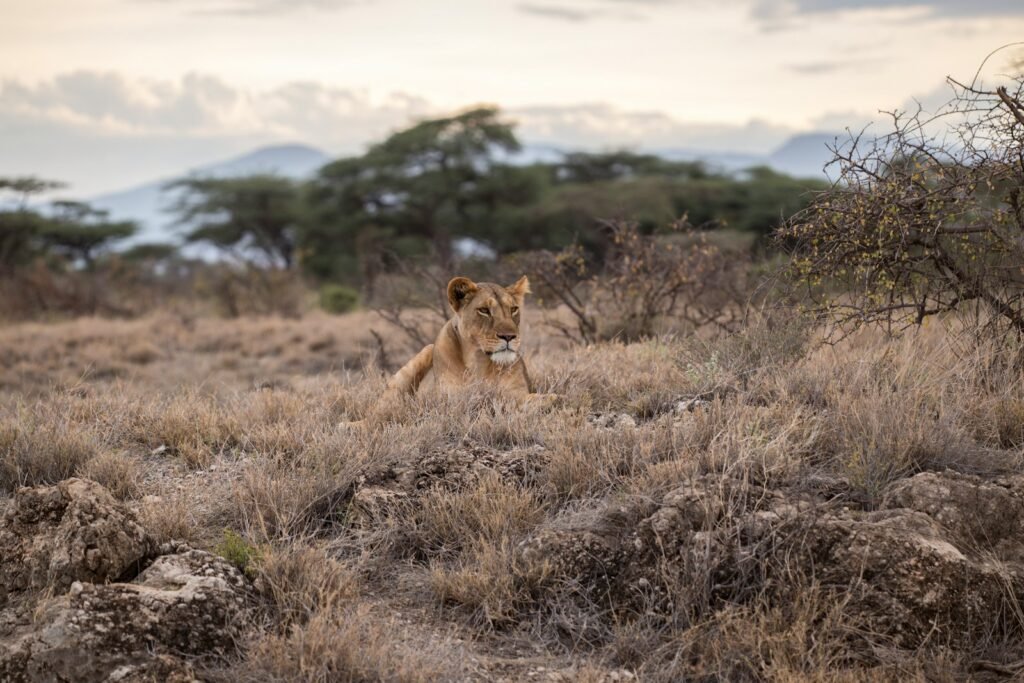 lion on grass field