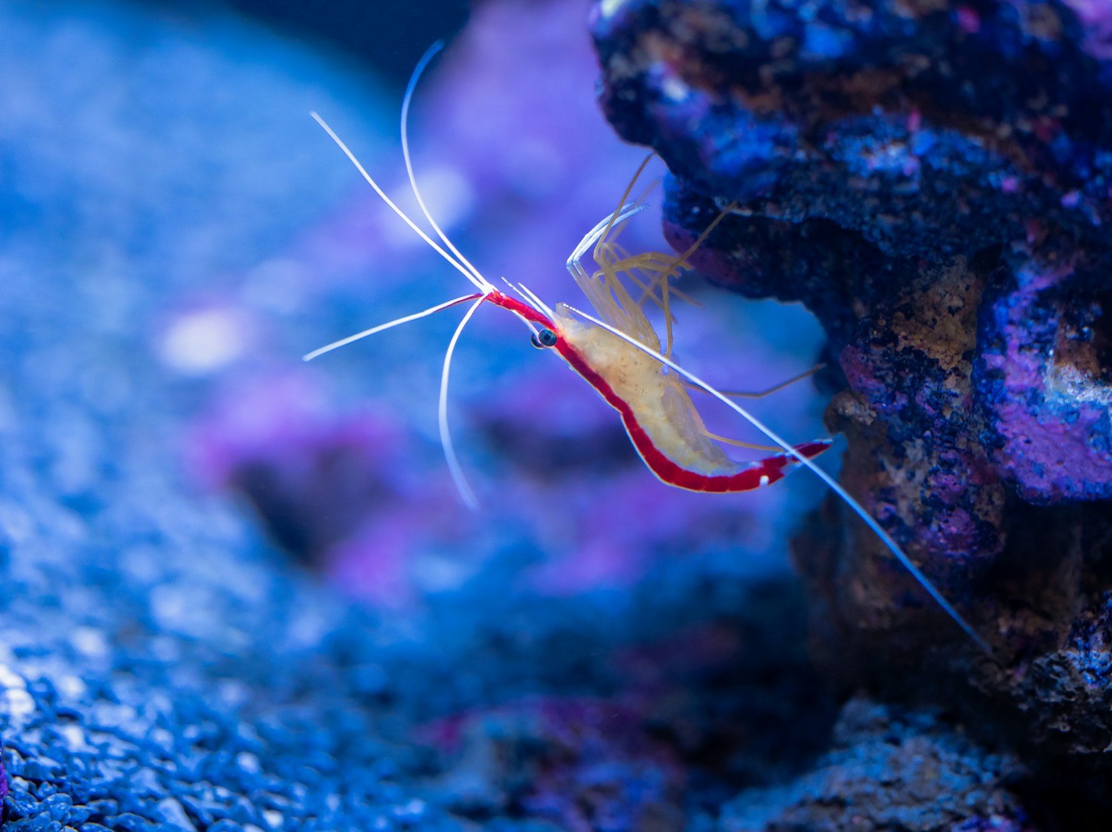 How Cleaner Shrimp Built a Career in Customer Service