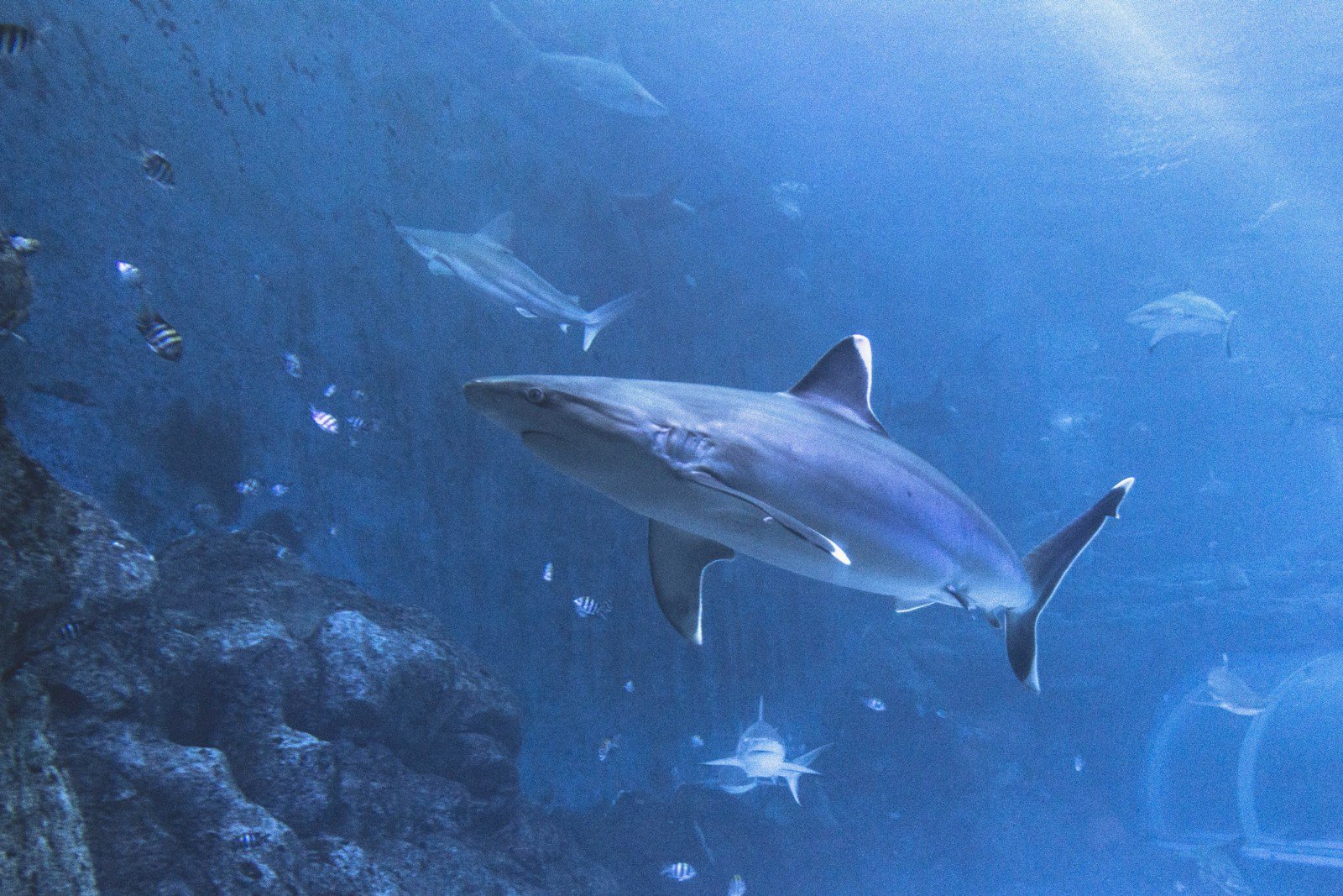 white and black shark underwater