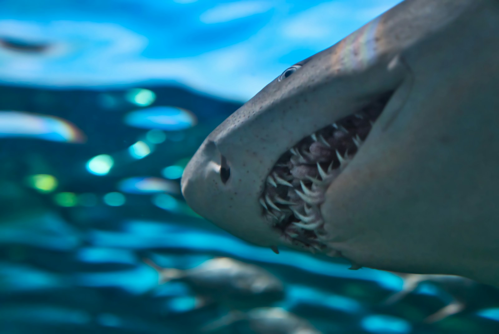Shark Teeth 101: Why They Constantly Lose and Regrow Them