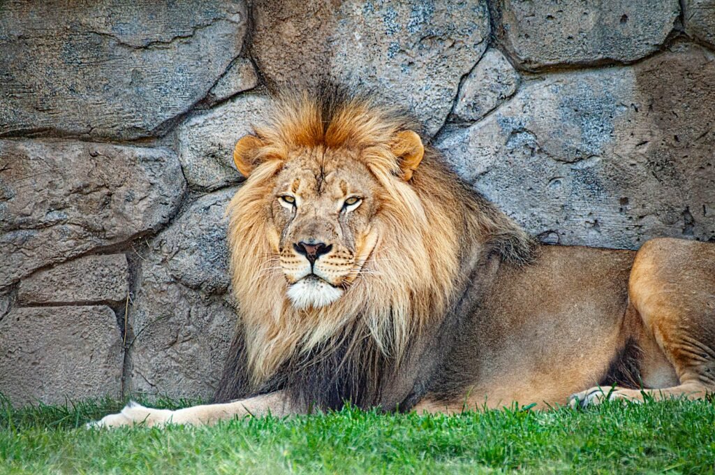 adult lion resting beside wall