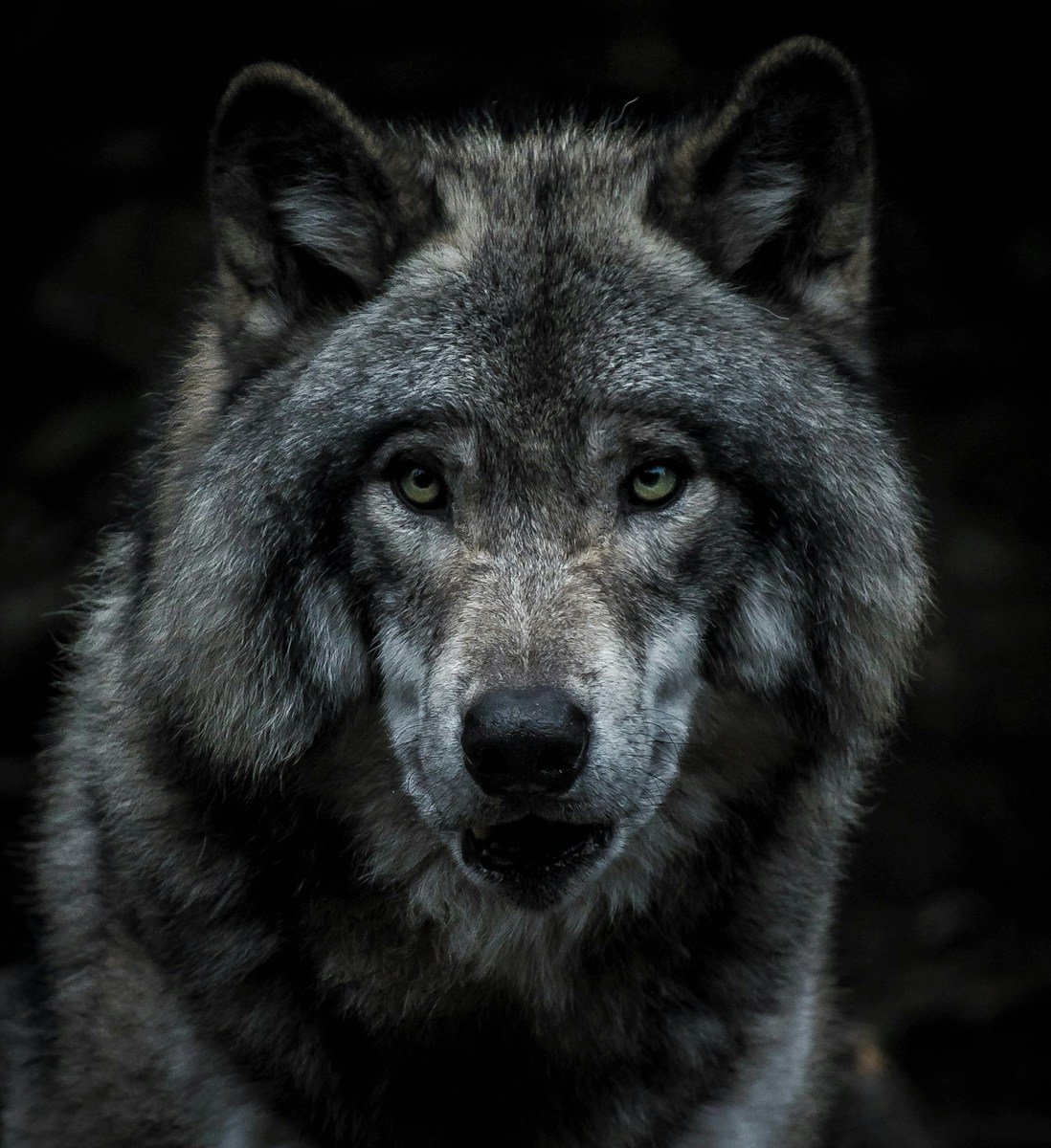 How to Stay Safe From Wolves in the Wild