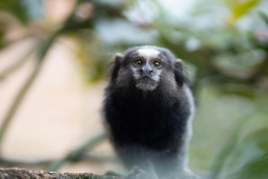A black and white monkey sitting on top of a tree