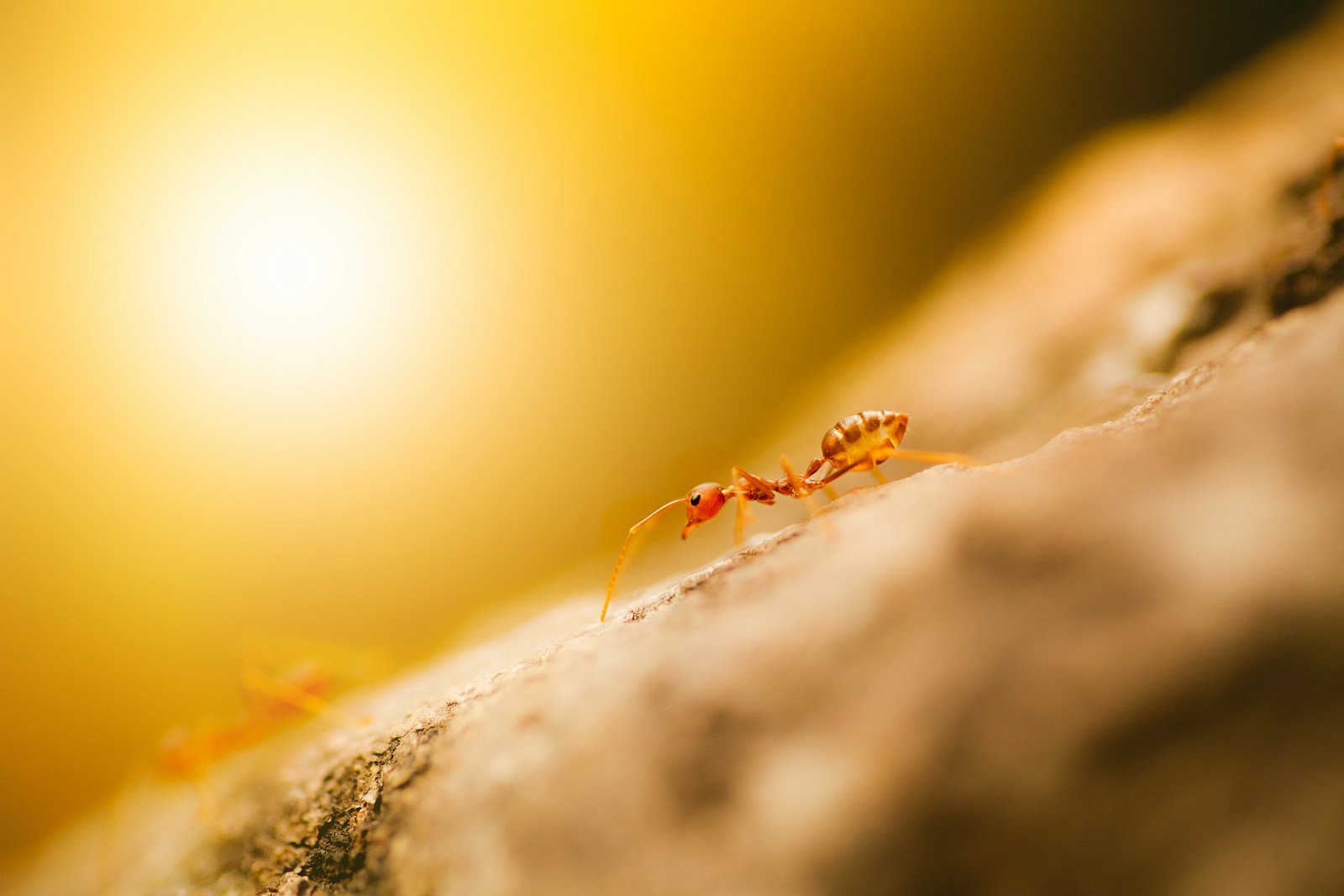 brown ant on brown surface in close up photography