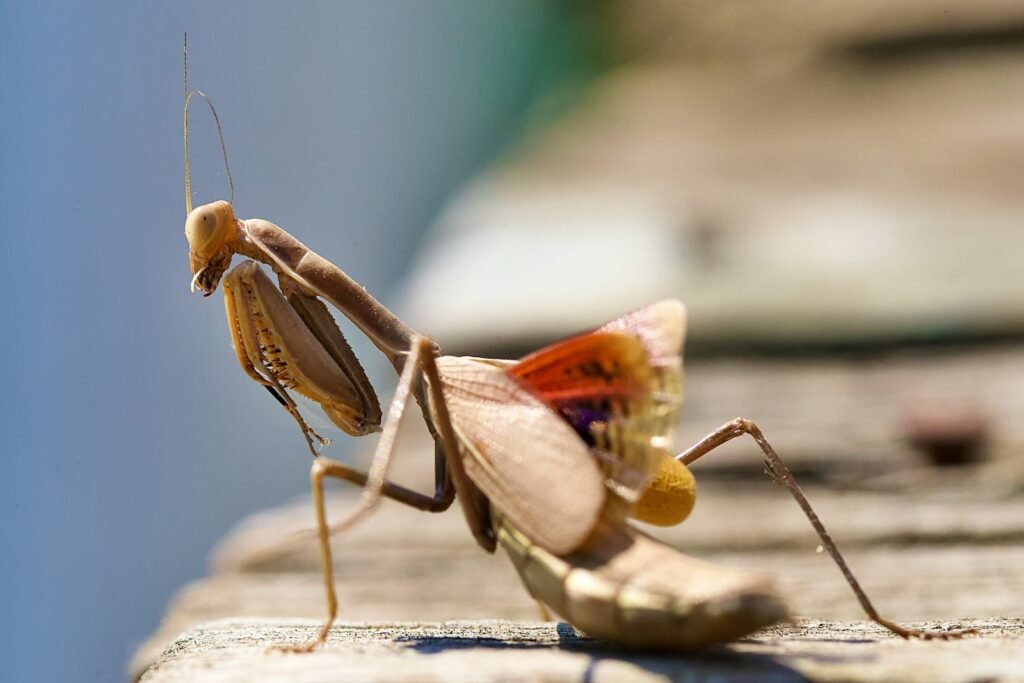 a close up of a praying insect on a wooden surface