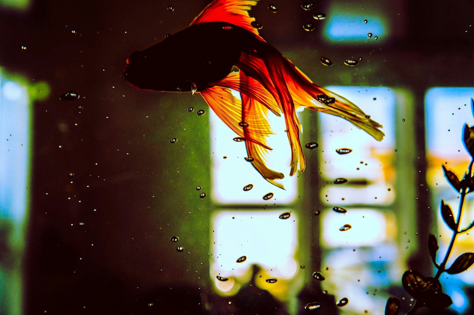 How to Prevent Fish Tank Shock When Changing Water