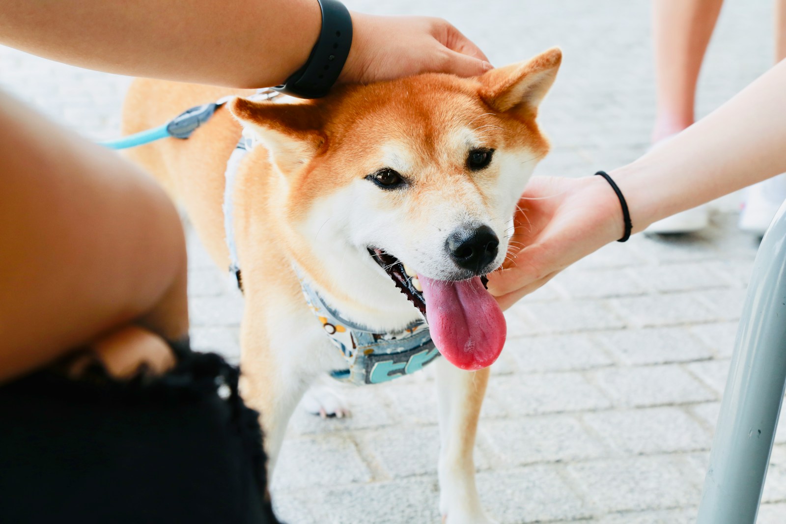 Historic Win for Animal Welfare: Senate Bans DOD’s Cruel Dog & Cat Experiments