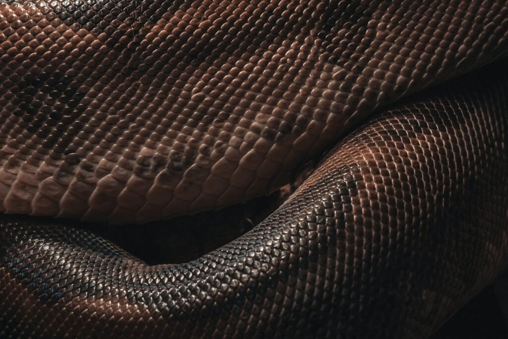 brown and black snake skin textile