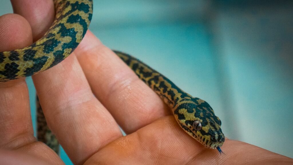 A person holding a small snake in their hand.