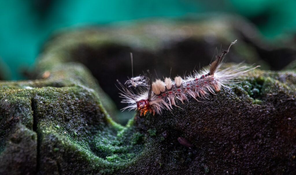 Planarian flatworm showing signs of regeneration after being cut, representing biological immortality.