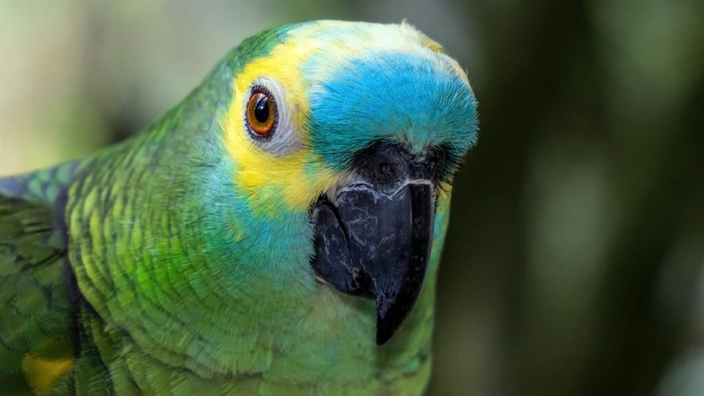 A close up of a blue-fronted green and yellow parrot.