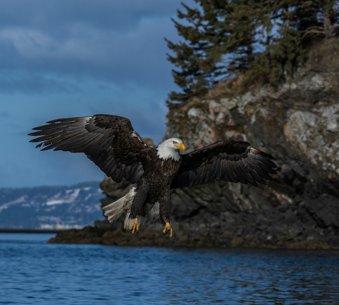 How Bald Eagles Interact With Other Birds of Prey