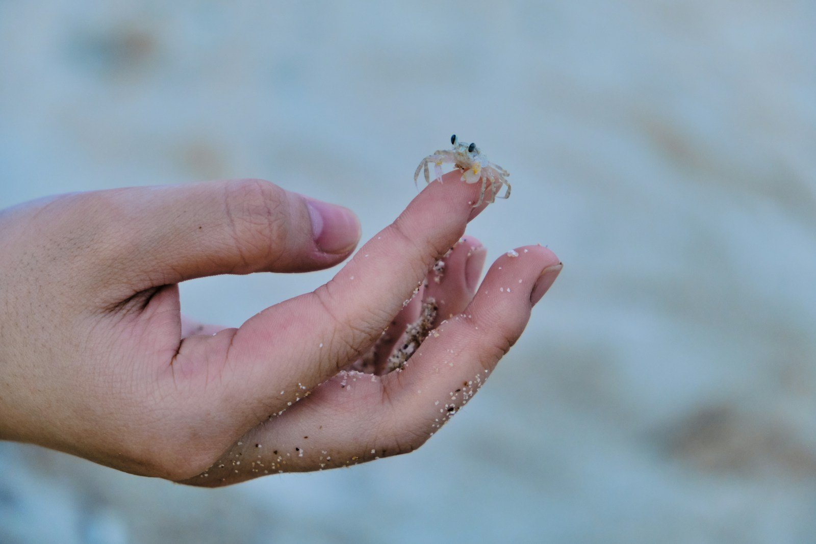 The Smallest Crab Species – A True Microscopic Marvel