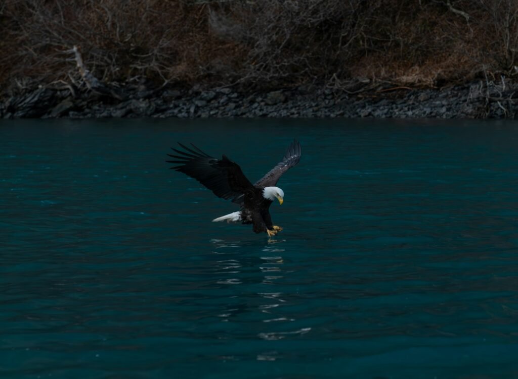 A bald eagle dives into the water for food.