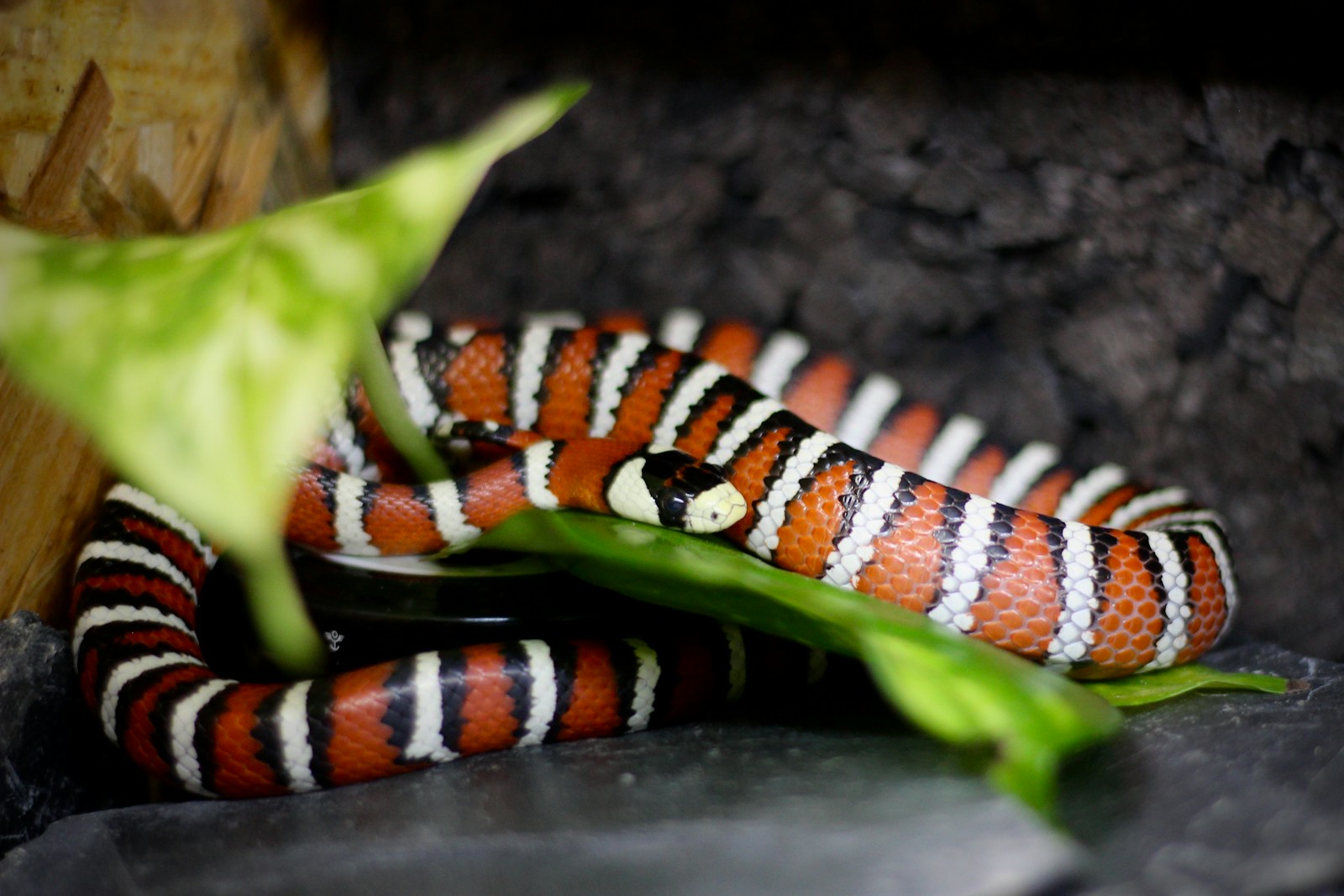 Why Some Snakes Refuse to Eat – Solutions for Picky Eaters