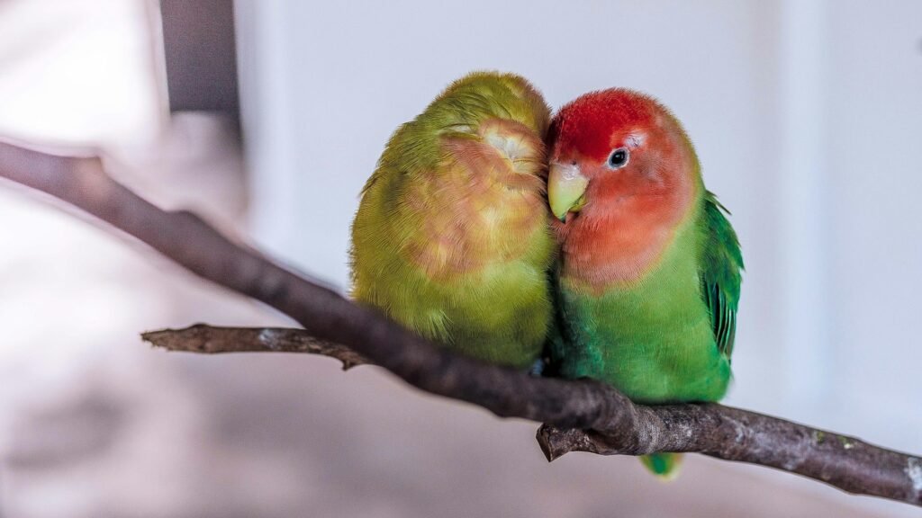 Two lovely green-and-red birds perched on a branch.
