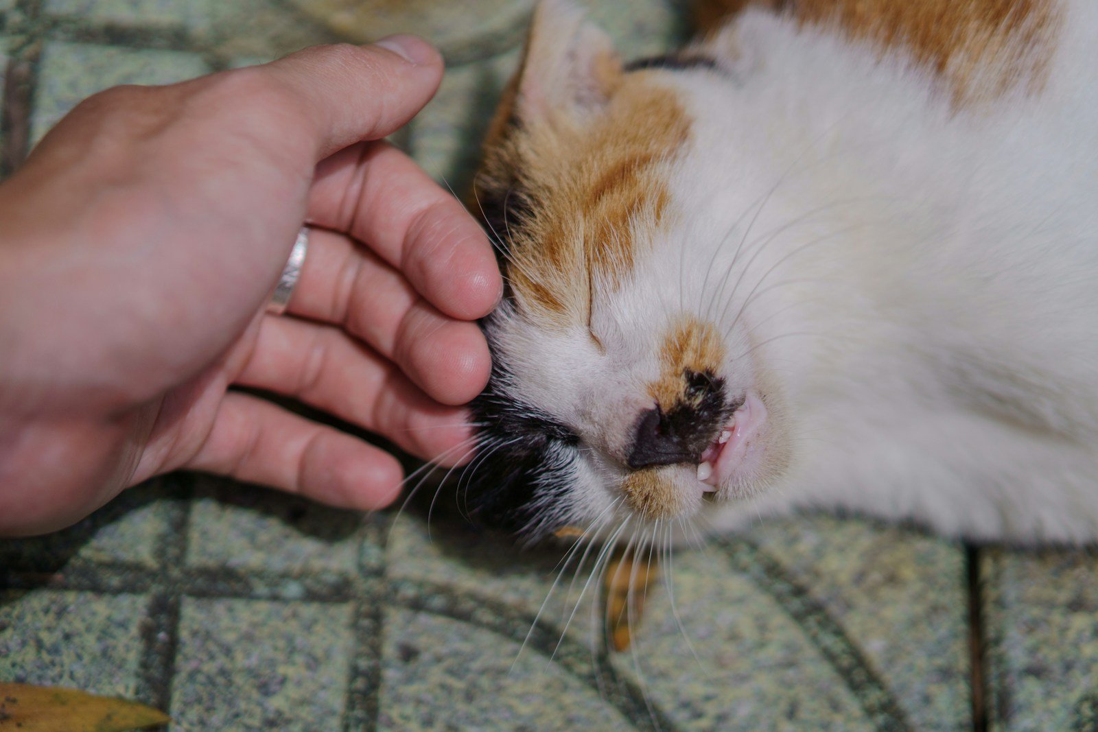 Why Pet Allergies Are on the Rise in U.S. Cities