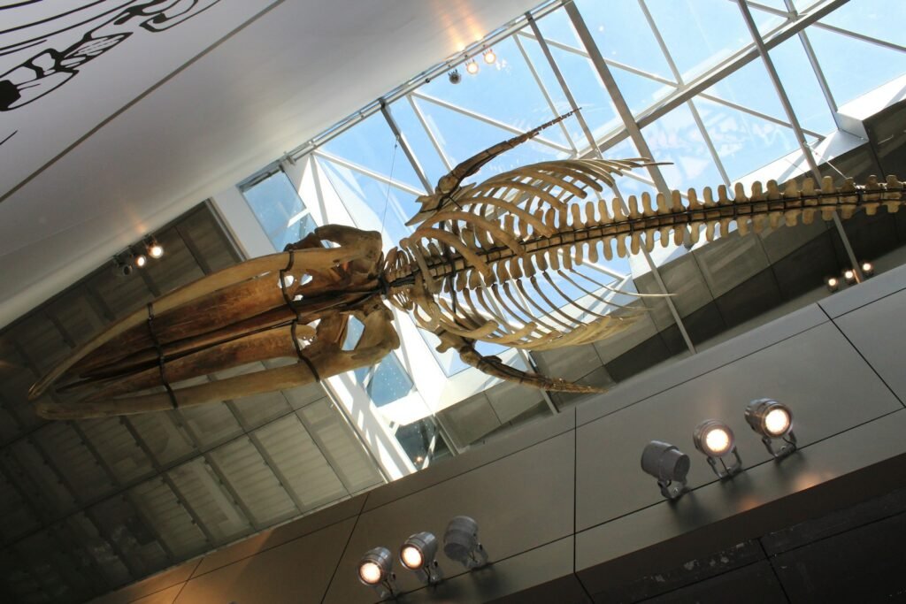 sea creature skeleton inside building
