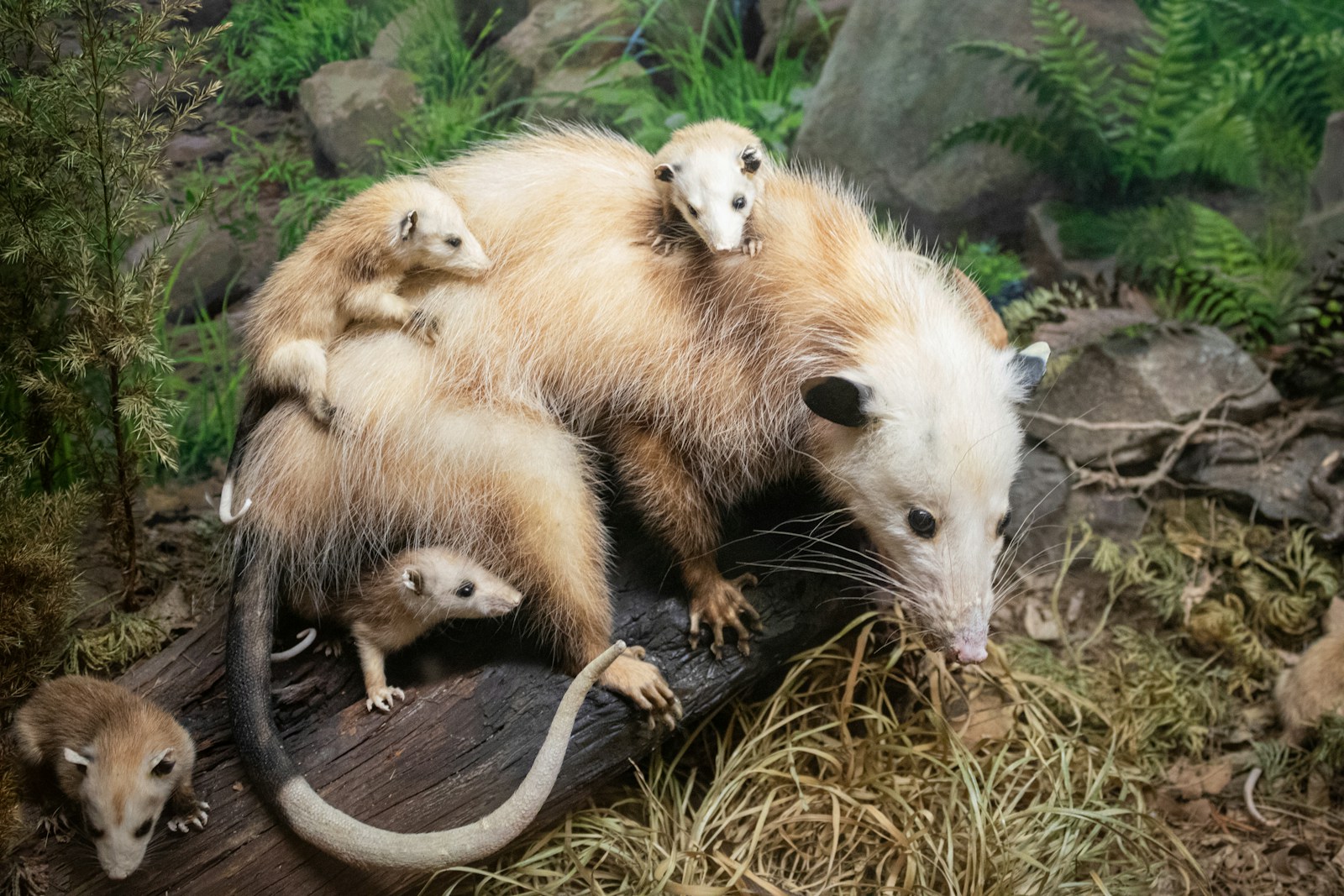 Marsupial Misfits: The Surprising Lives of North America’s Only Native Marsupial