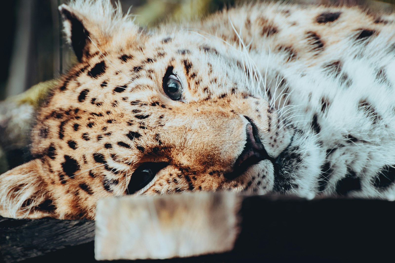 7 Wild Cats That Still Roam the U.S. Against All Odds