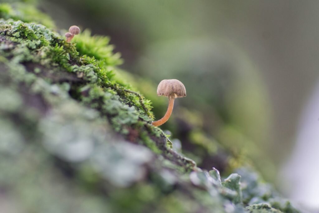 selective focus photo of brown mushroom on moss