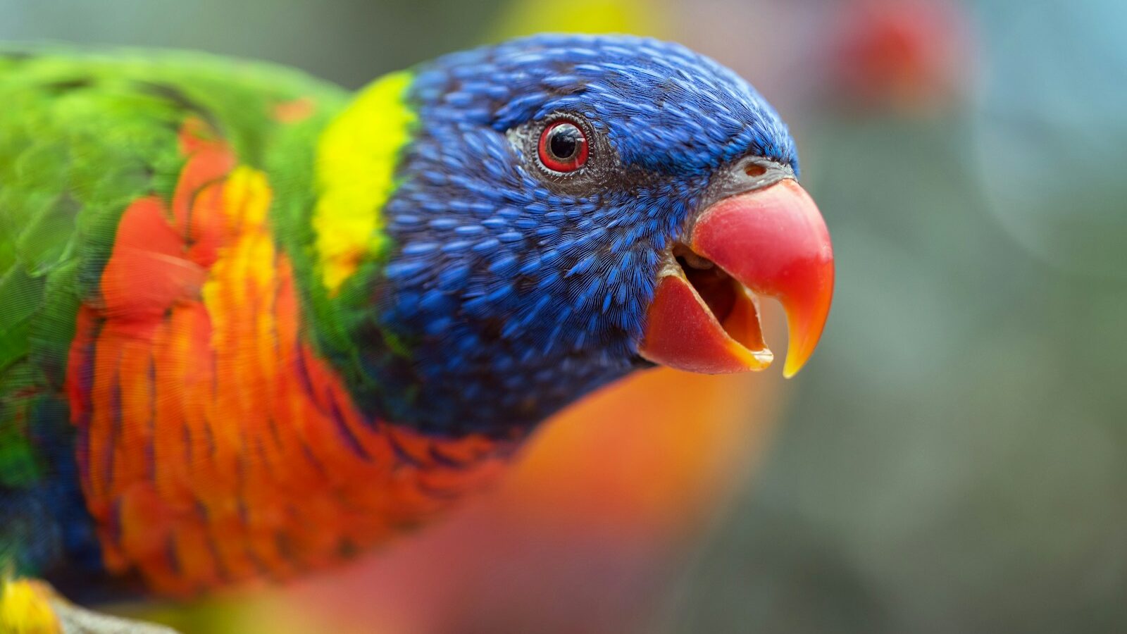 Why Some Parrots Can Mimic Human Speech So Well